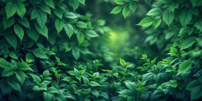 The image features a lush green forest with a dense canopy of leaves. The primary subject is the abundance of green leaves, creating a vibrant and serene atmosphere. The setting is a natural environment, with the leaves covering the ground and surrounding the viewer. The visual style is a realistic representation of the forest, capturing the beauty of the greenery. The colors and mood are predominantly green, with a sense of tranquility and harmony with nature.